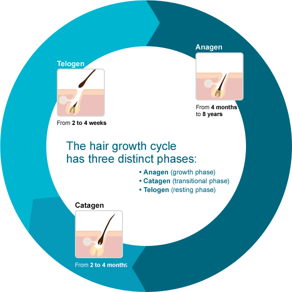 Hair Growth Cycle