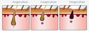 Hair Growth Cycle